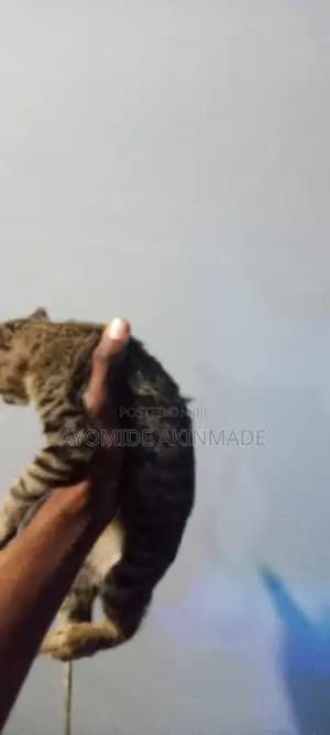 1-3 months Male Purebred Tabby