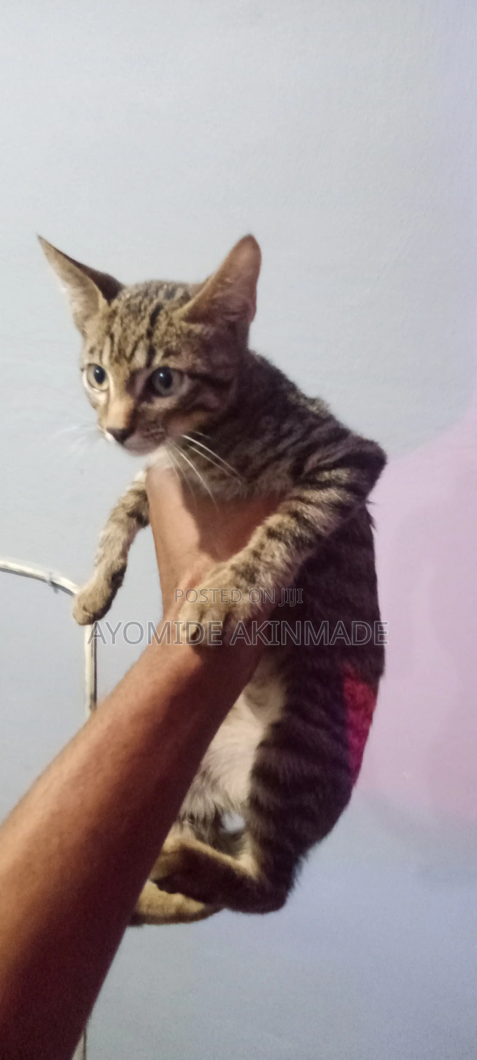 1-3 months Male Purebred Tabby