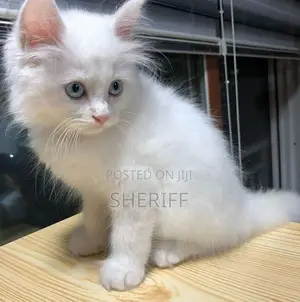 3-6 months Female Purebred British Shorthair