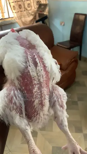 Broiler Chickens for Sale