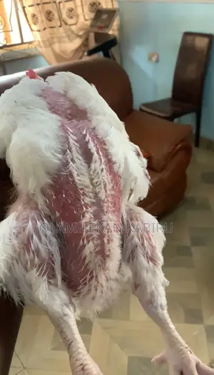 Broiler Chickens for Sale