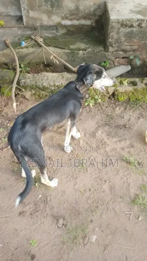 6-12 months Male Mixed Breed German Shepherd