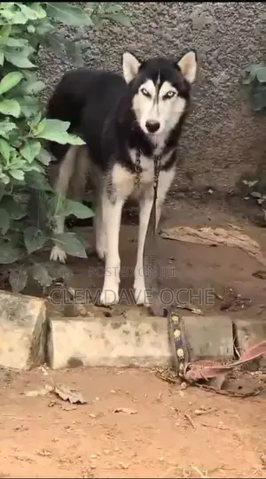 6-12 months Male Purebred Siberian Husky