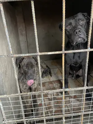 1+ year Male Purebred Cane Corso