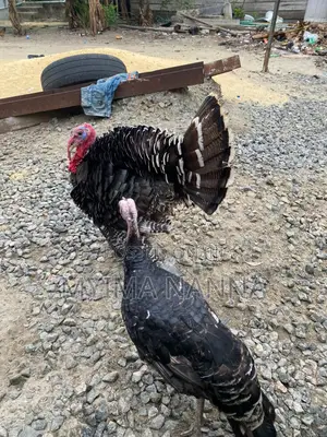 Live Turkey for Sale