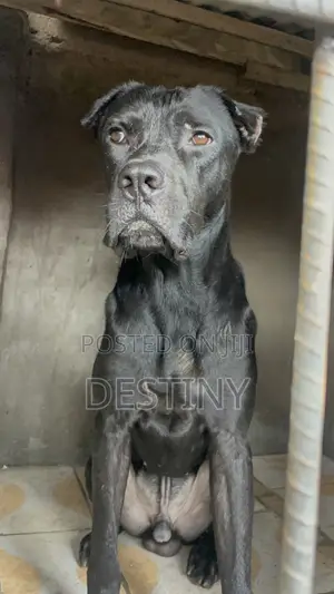 1+ year Male Purebred Cane Corso