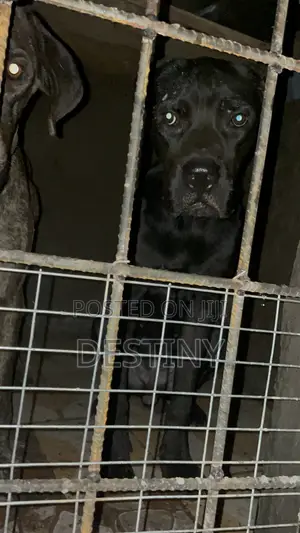6-12 months Male Purebred Cane Corso