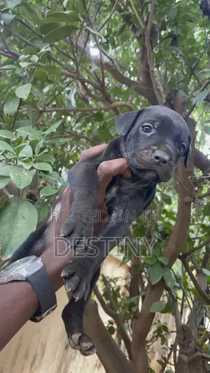 1-3 months Female Purebred Cane Corso