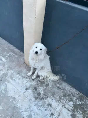 6-12 months Male Purebred American Eskimo