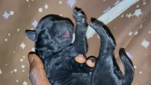 0-1 month Female Purebred Cane Corso