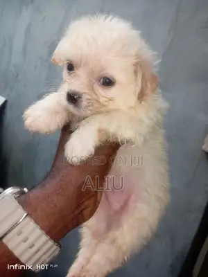 1-3 months Male Purebred Lhasa Apso