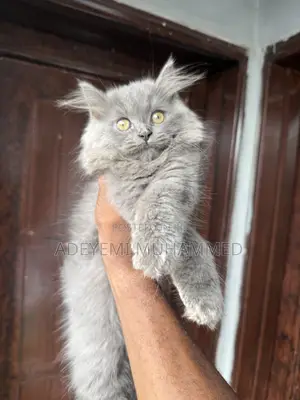 1-3 months Female Purebred Persian