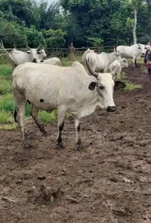 Healthy Fat Cow