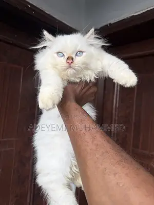 1-3 months Male Purebred Persian