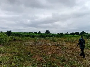 15 Acres of Fertile Farmland Available at Gbangbala Village, Iseyin LG