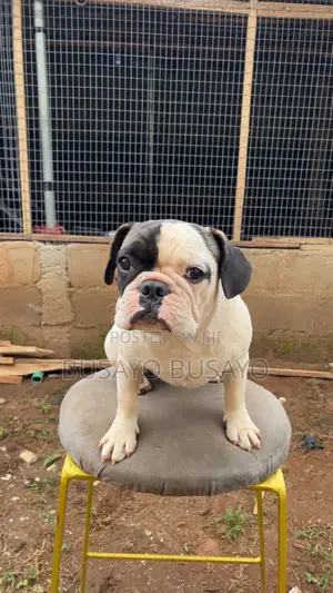 6-12 months Female Purebred French Bulldog