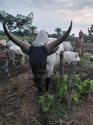 Healthy Adult Cow