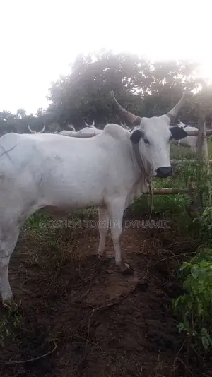 Healthy Grass Fed Adult Cow