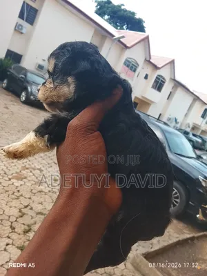 0-1 month Female Purebred Lhasa Apso