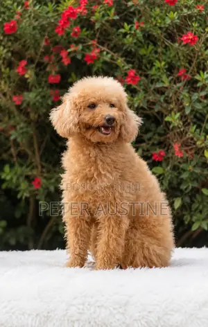 1+ year Female Purebred Poodle