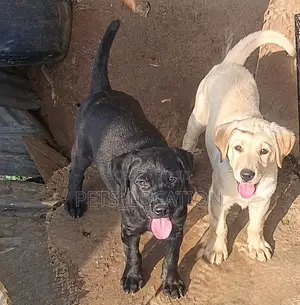 3-6 months Female Purebred Labrador Retriever