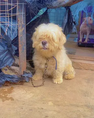 1+ year Male Purebred Lhasa Apso