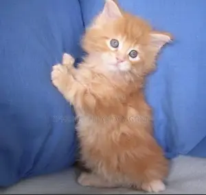 1-3 months Female Purebred Turkish Angora