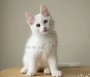 3-6 months Male Purebred Turkish Angora