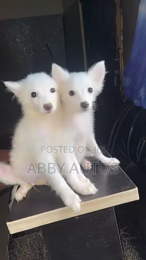 1-3 months Male Purebred American Eskimo