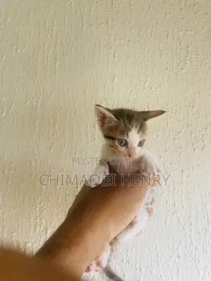 1-3 months Female Purebred Tabby