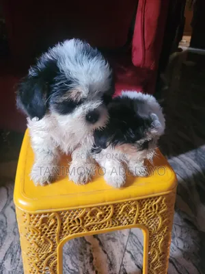 1-3 months Male Purebred Lhasa Apso