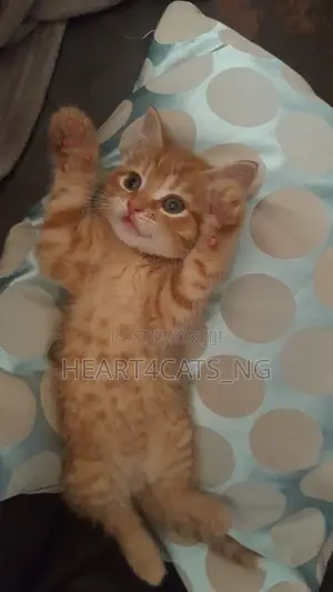 1-3 months Female Purebred American Shorthair