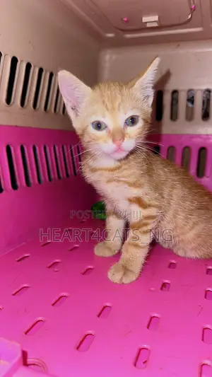 1-3 months Female Purebred American Shorthair