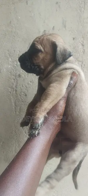 1-3 months Female Purebred Boerboel