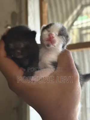 0-1 month Female Mixed Breed Cat