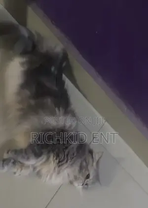 1+ year Female Purebred Persian