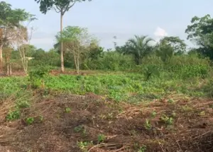 Farm Land on Sale in Nigeria