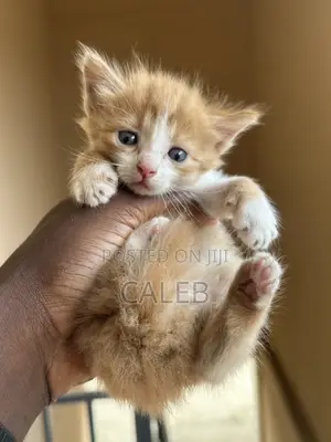 1-3 months Male Purebred American Shorthair