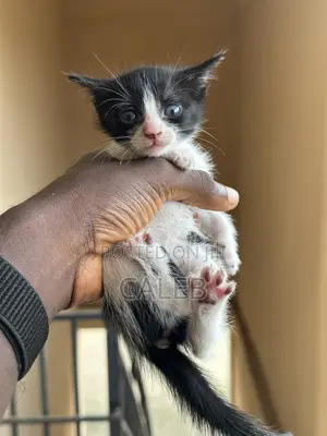 1-3 months Female Purebred American Shorthair