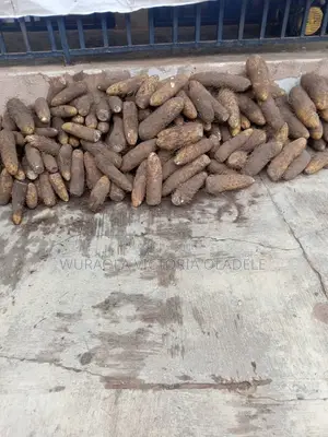 Tubers of Yam