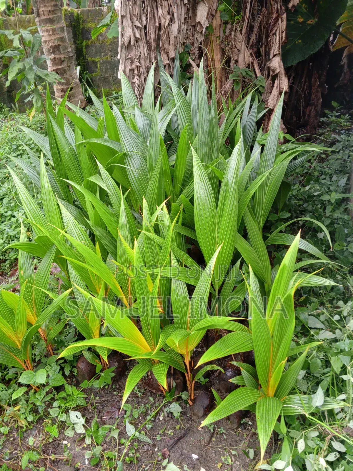 Coconut Nursery