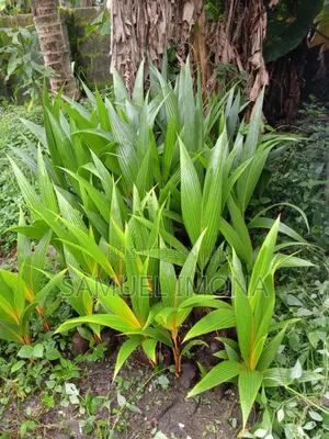 Coconut Nursery