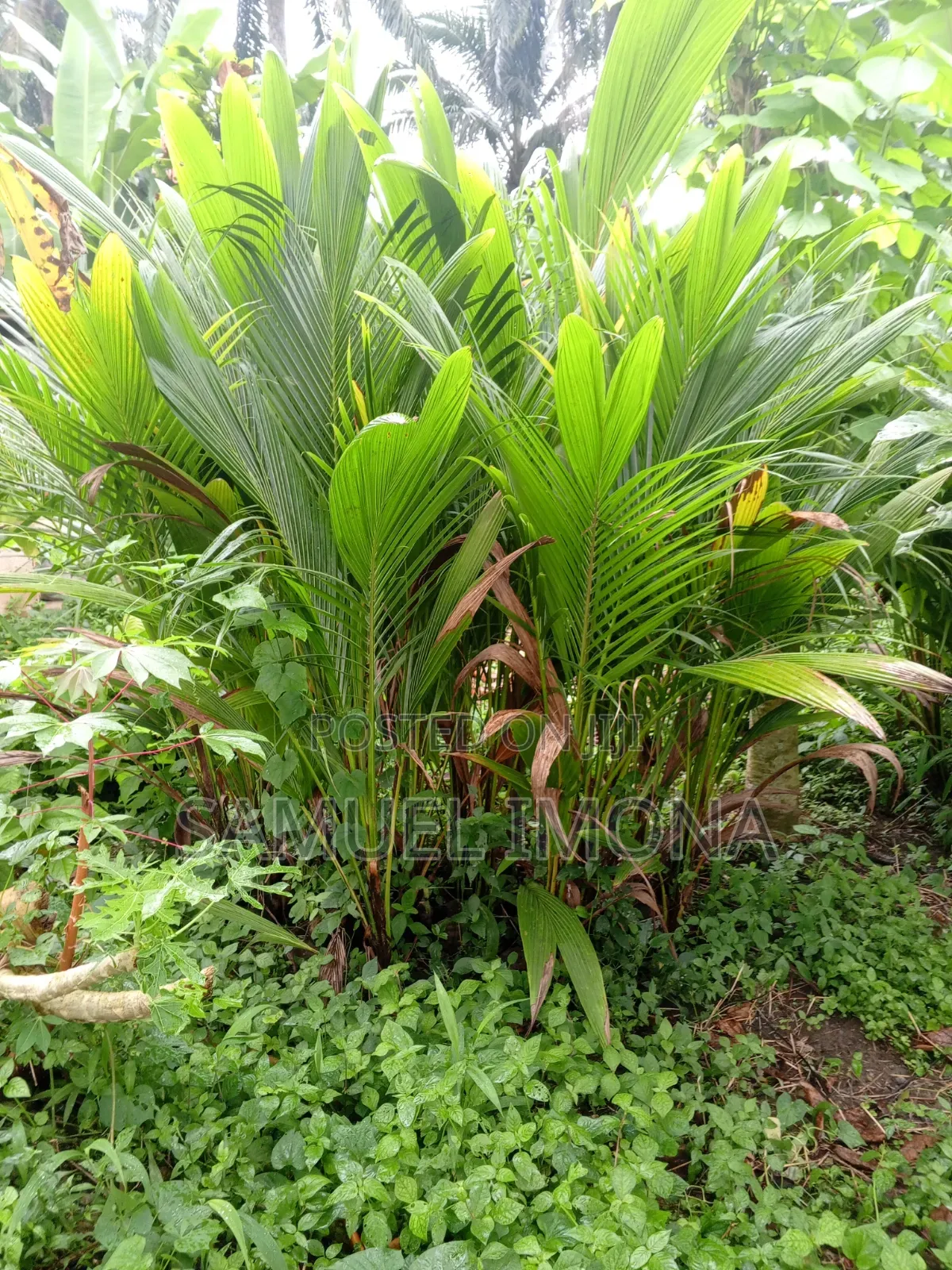 Coconut Nursery