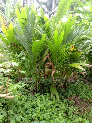 Coconut Nursery