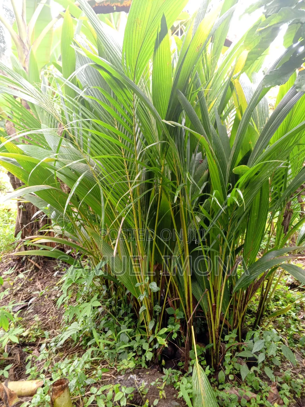 Coconut Nursery