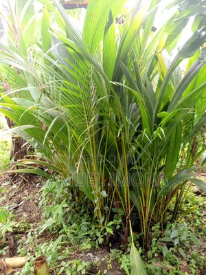 Coconut Nursery