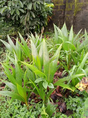 Coconut Nursery