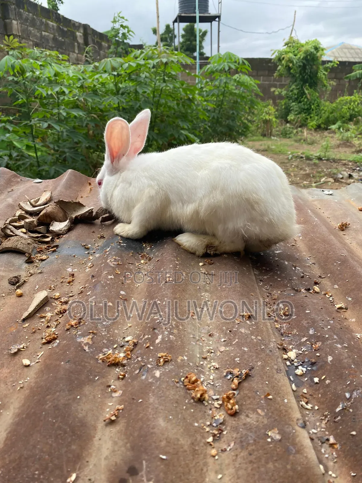 Rabbit Available