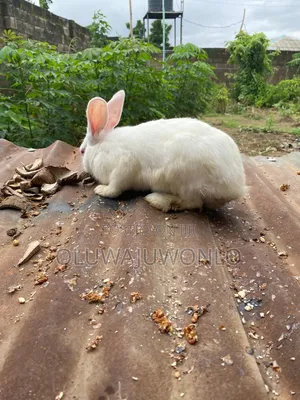 Rabbit Available