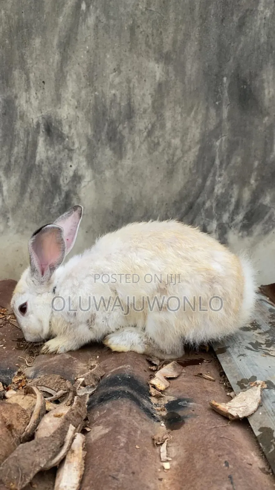 Rabbit Available